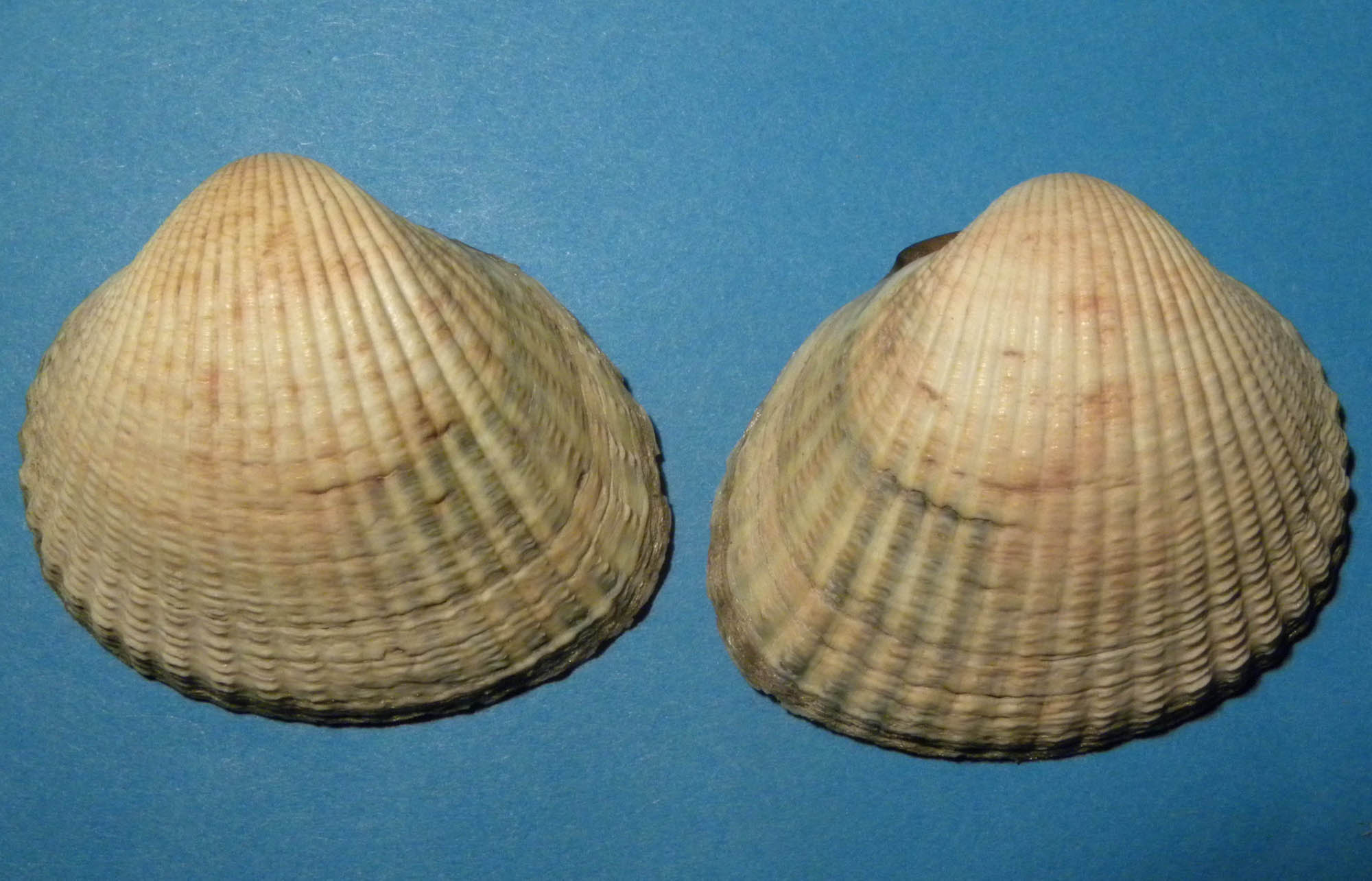 Cerastoderma edule  (L., 1758) - Pliocene - Toscana